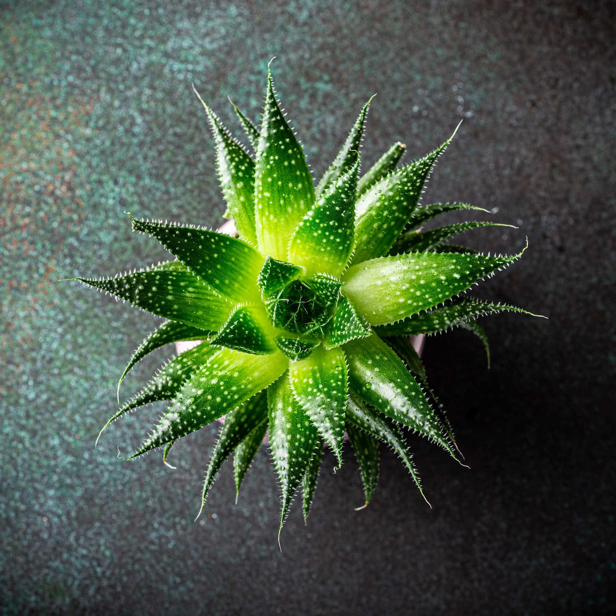 house indoor plants