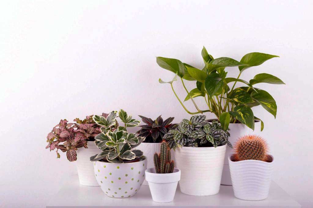 modern houseplants